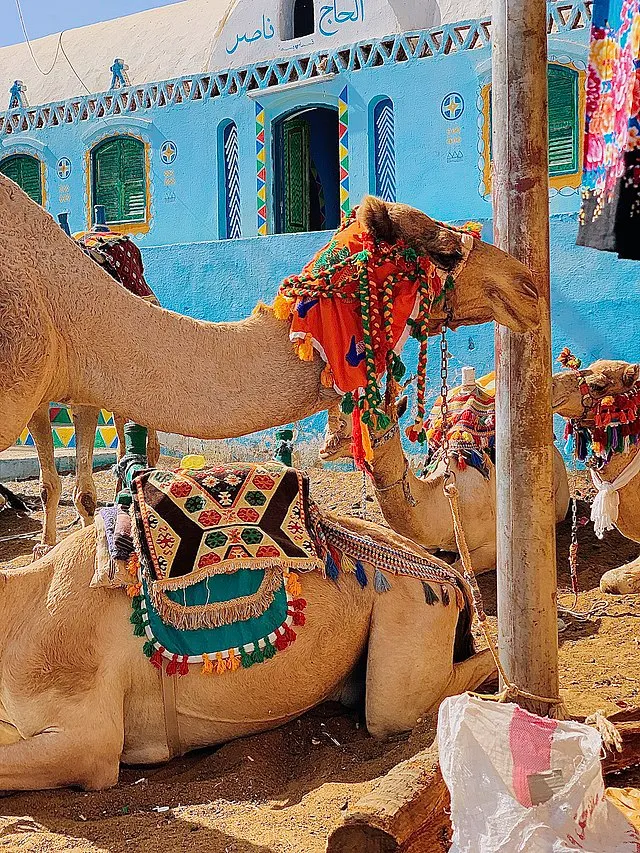 Camels_in_Nubian_Village